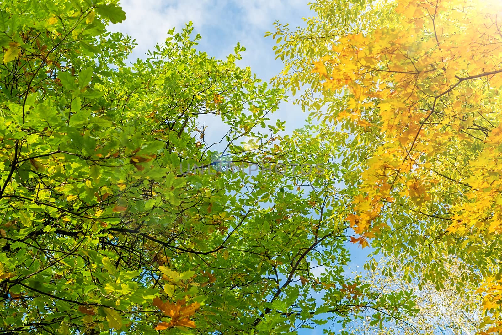 yellow and green autumn maple leaves on tree branches by jk3030