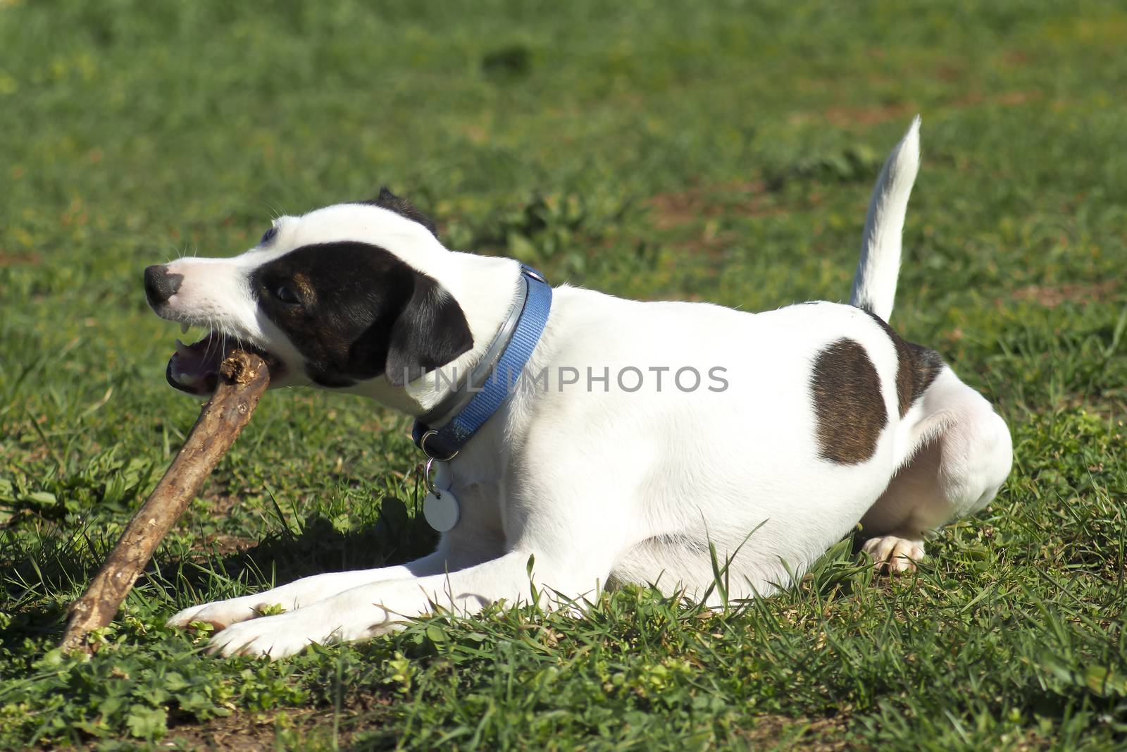 Jack Russell Terrier dog, lies on the grass and bites the stick