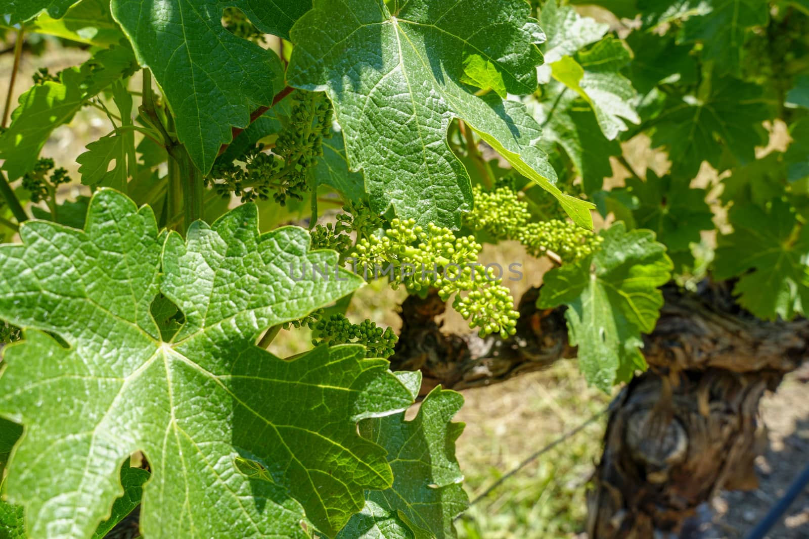 Close up of wine grape plants in vineyard in Napa Valley. by Bonandbon