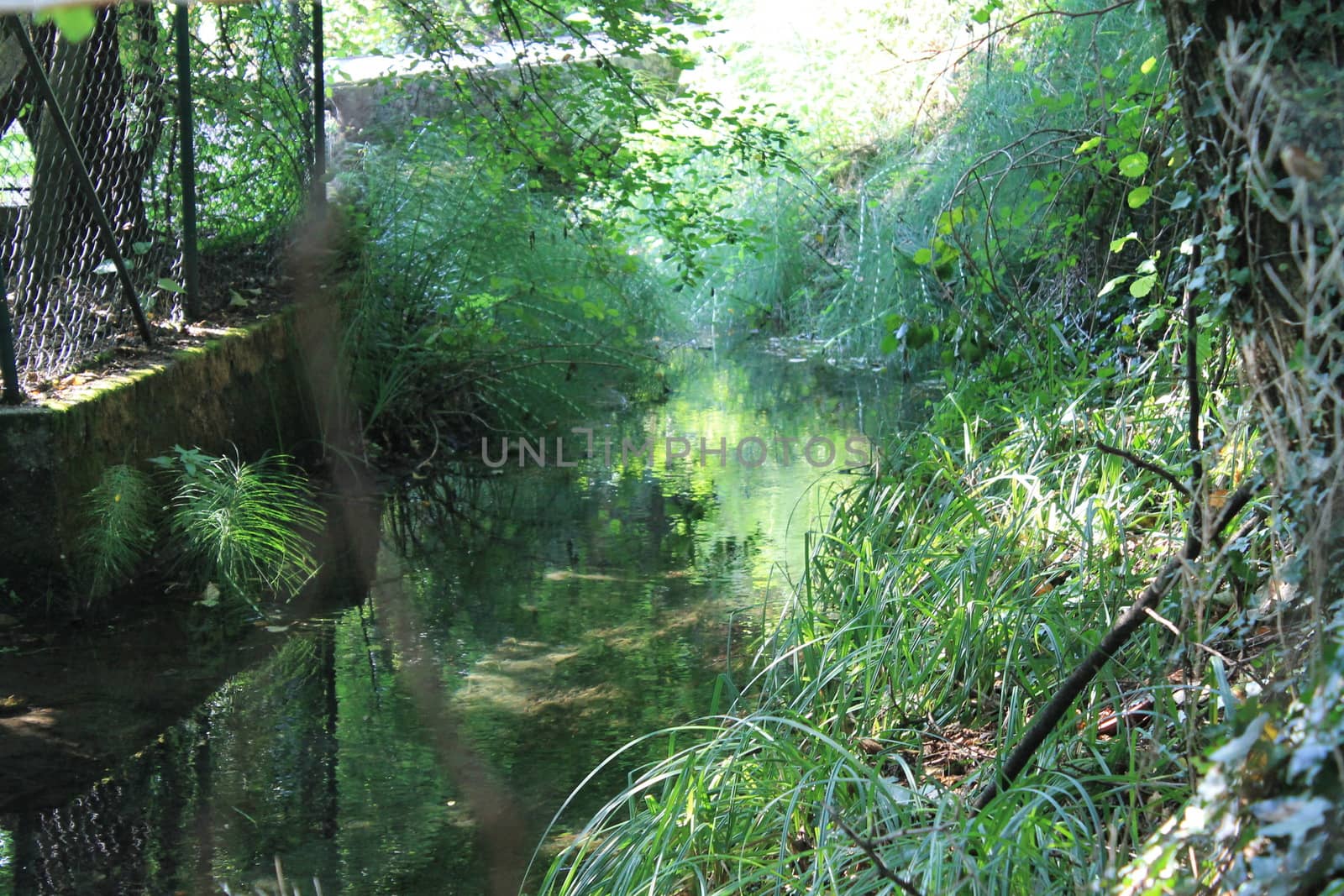 Green forest nature by marcobir