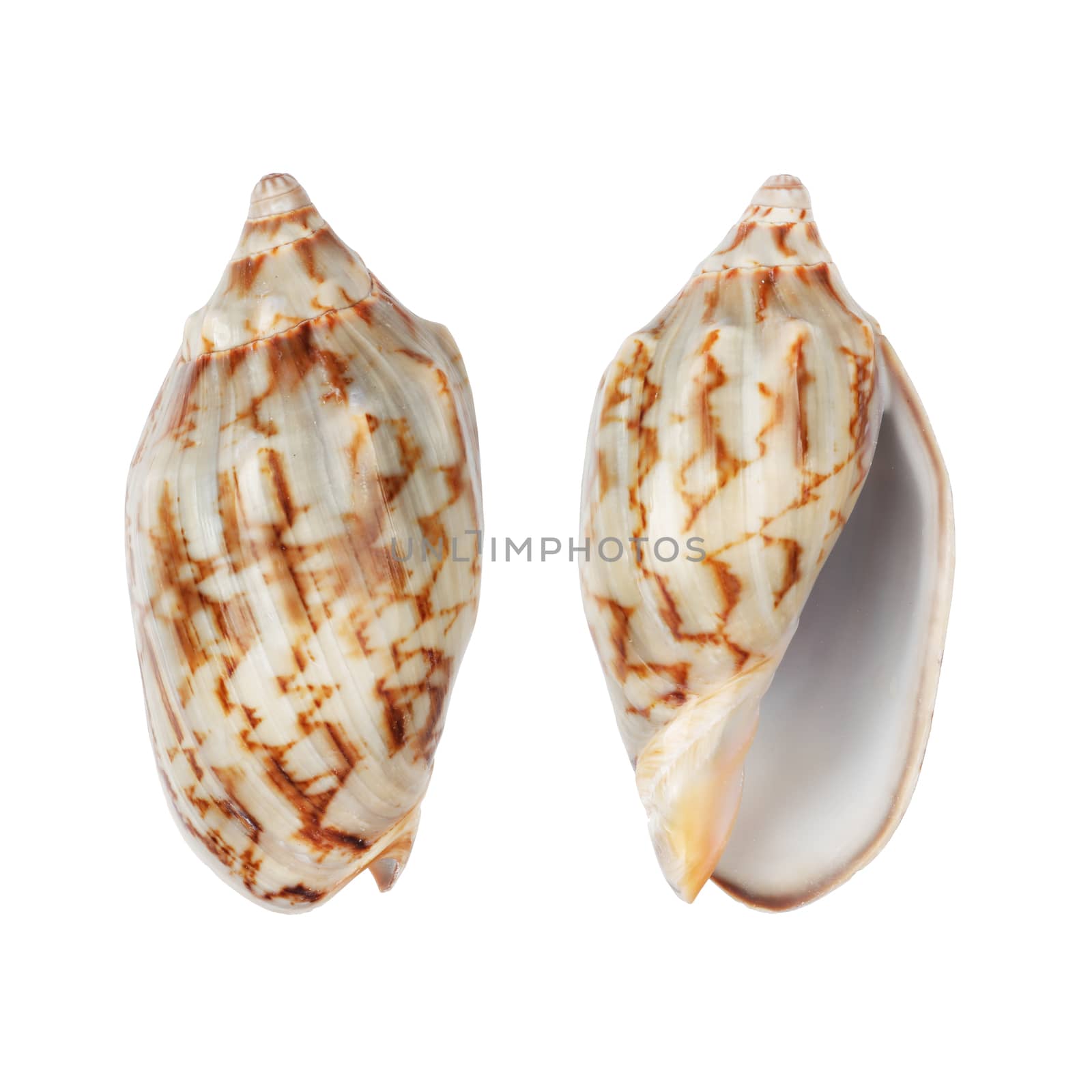 Two Whelk shells isolated on white with clipping path