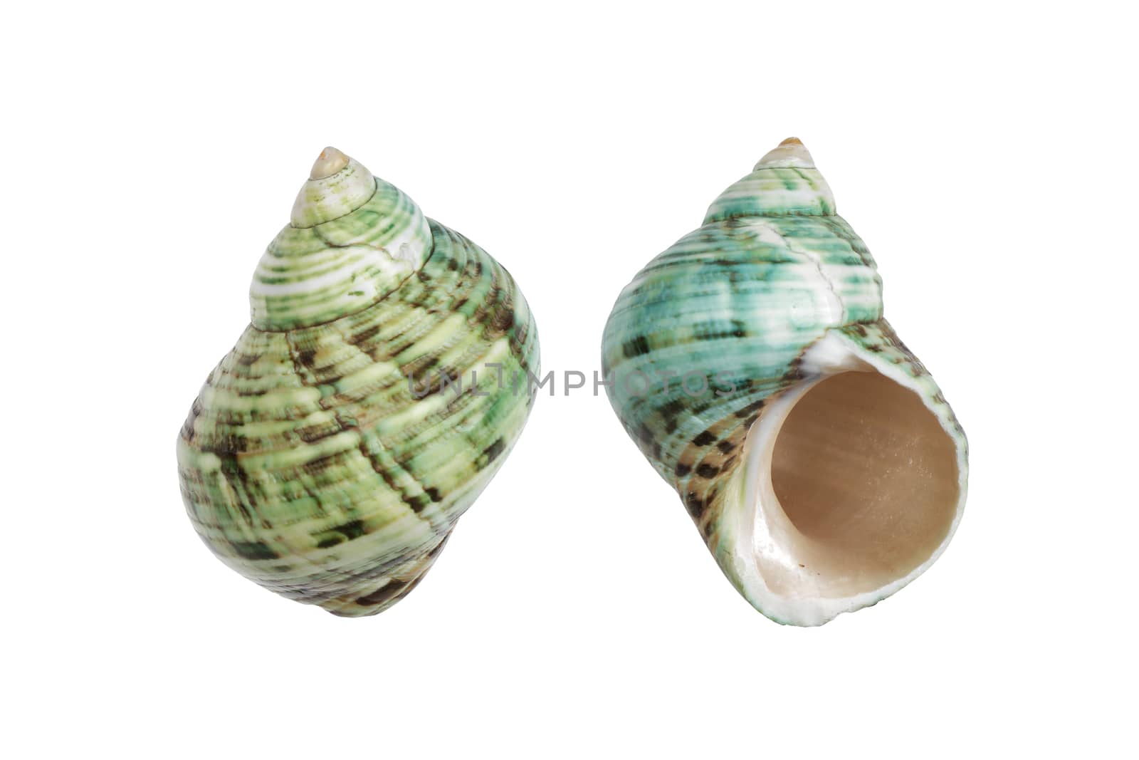 Two Periwinkle shells blue green on white with clipping path