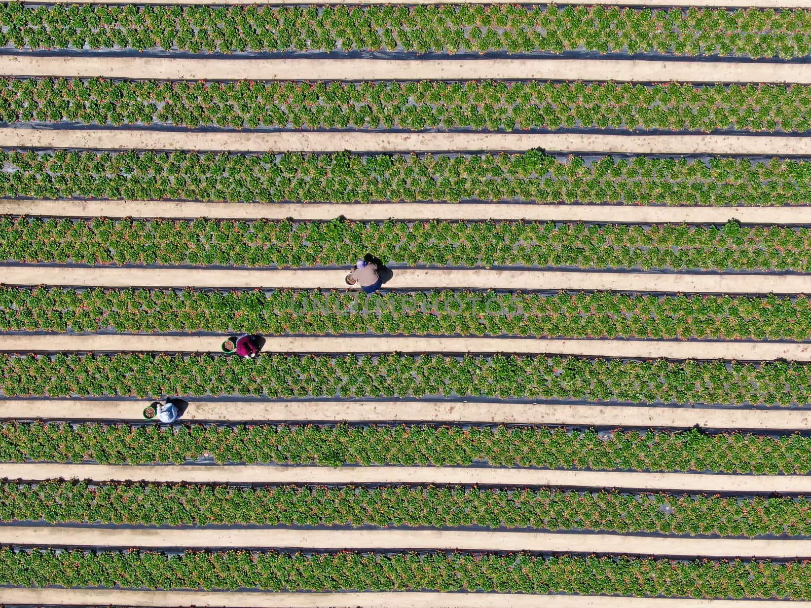 Aerial top view of green farmland and farmer working in the plantation, California