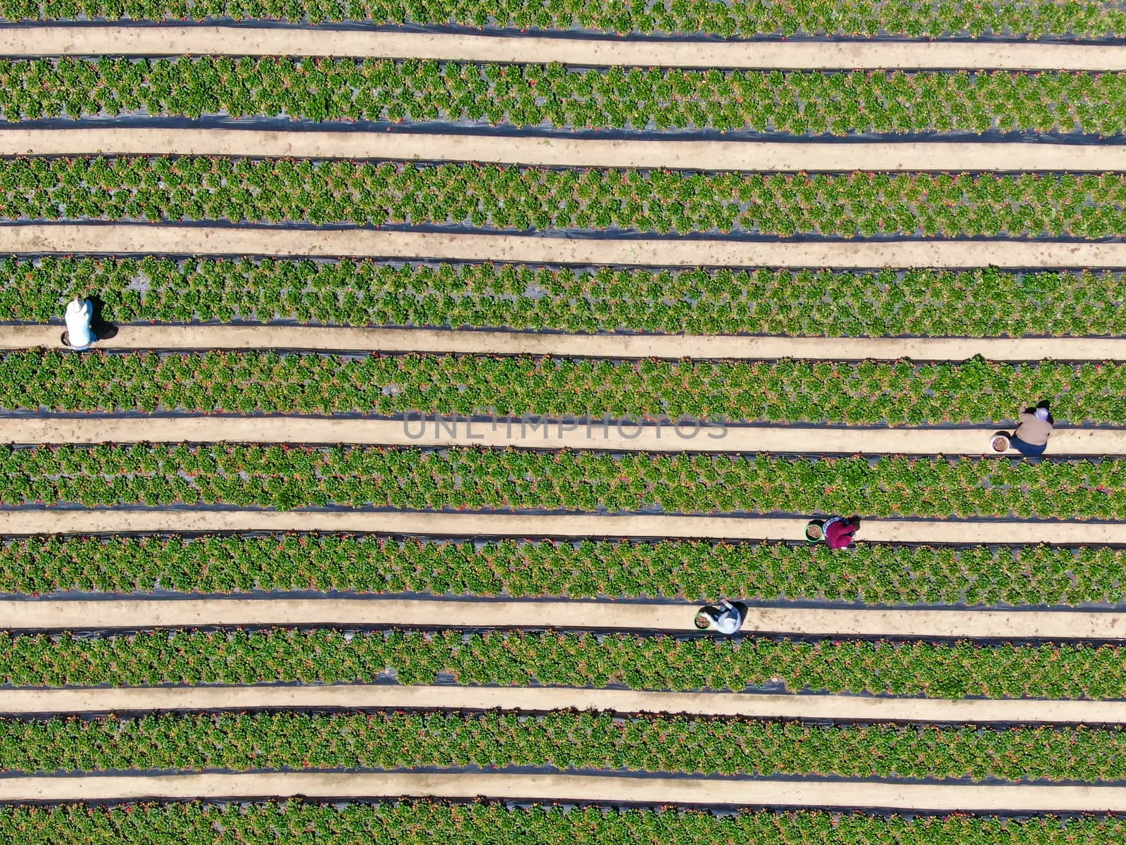 Aerial top view of green farmland and farmer working in the plantation, California