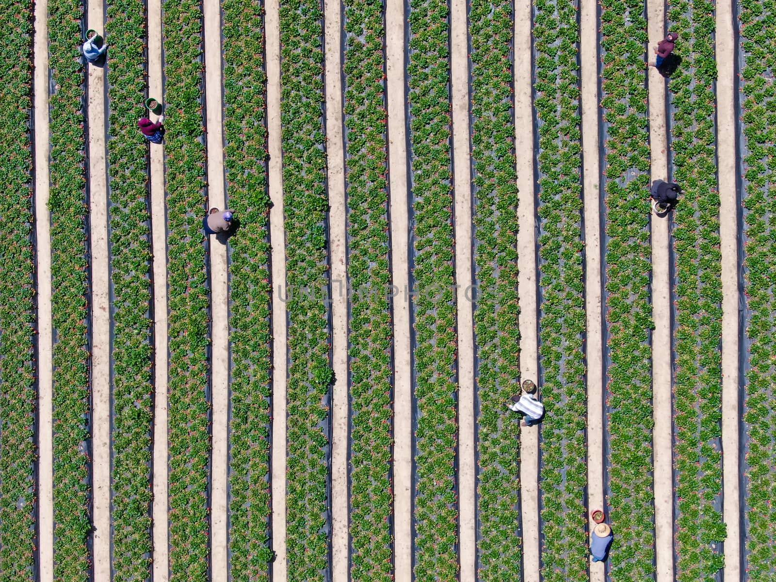 Aerial top view of green farmland and farmer working by Bonandbon