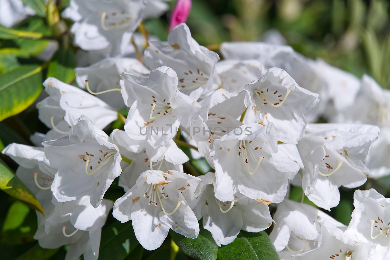 white rhododendrons close-up. Delicate white azalea Rhododendron flowers. Landscape design