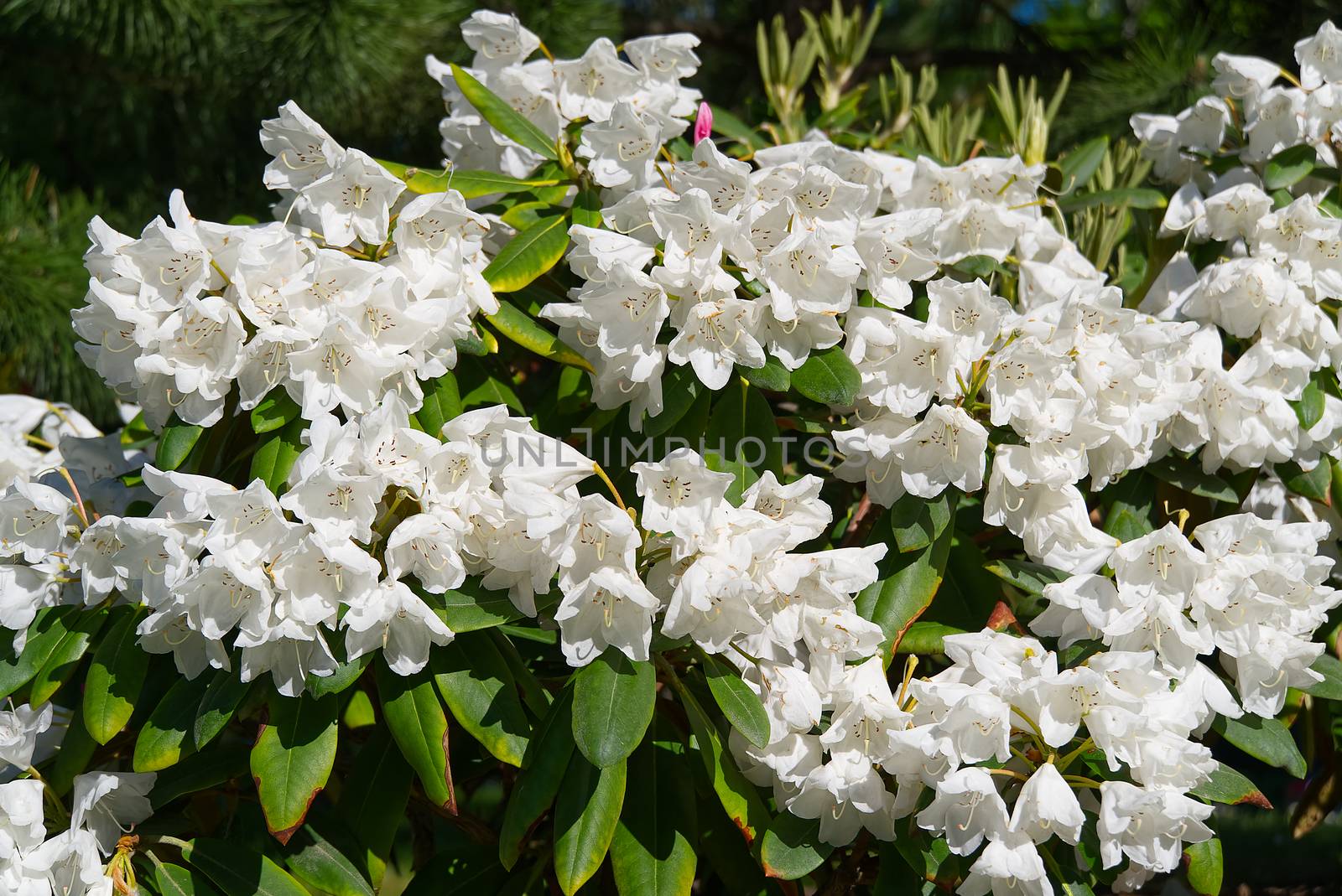 white rhododendrons close-up. Delicate white azalea Rhododendron flowers. Landscape design. by PhotoTime