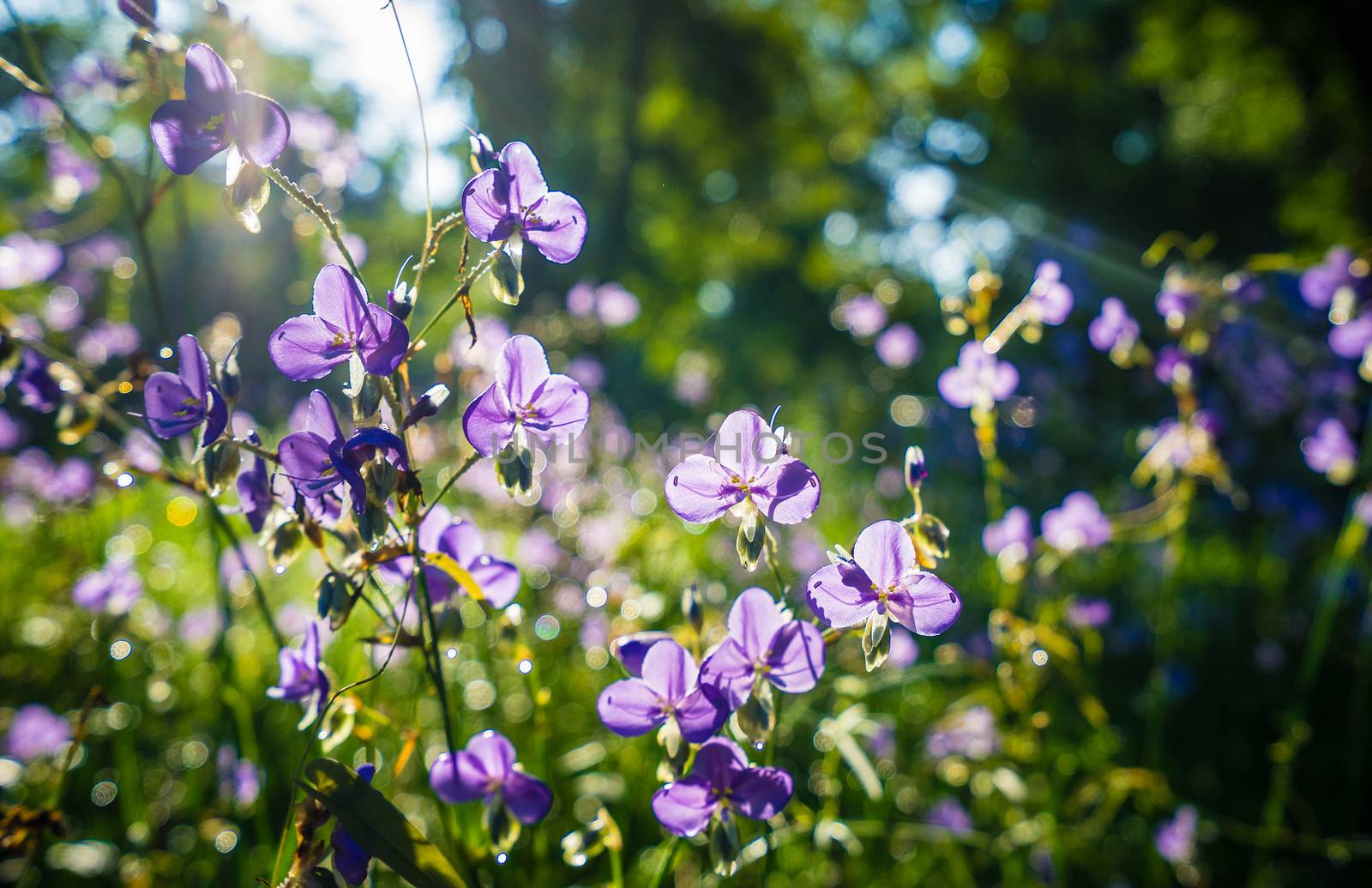 Crested Serpent sweet purple flowers in the garden at morning time