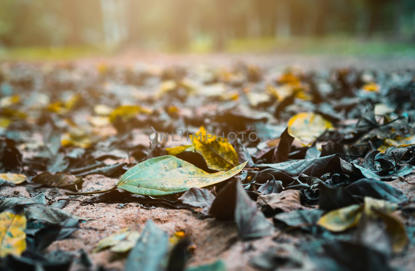 dry leaf fall on the ground in the forest at morning time by domonite
