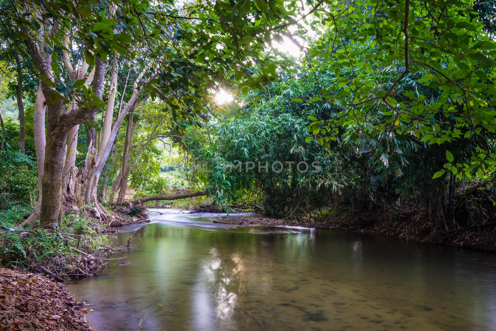 Small stream from mountain in the tropical forest
