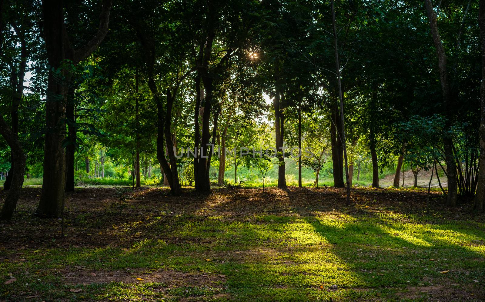 golden sunlight before sunset pouring through trees in the fores by domonite