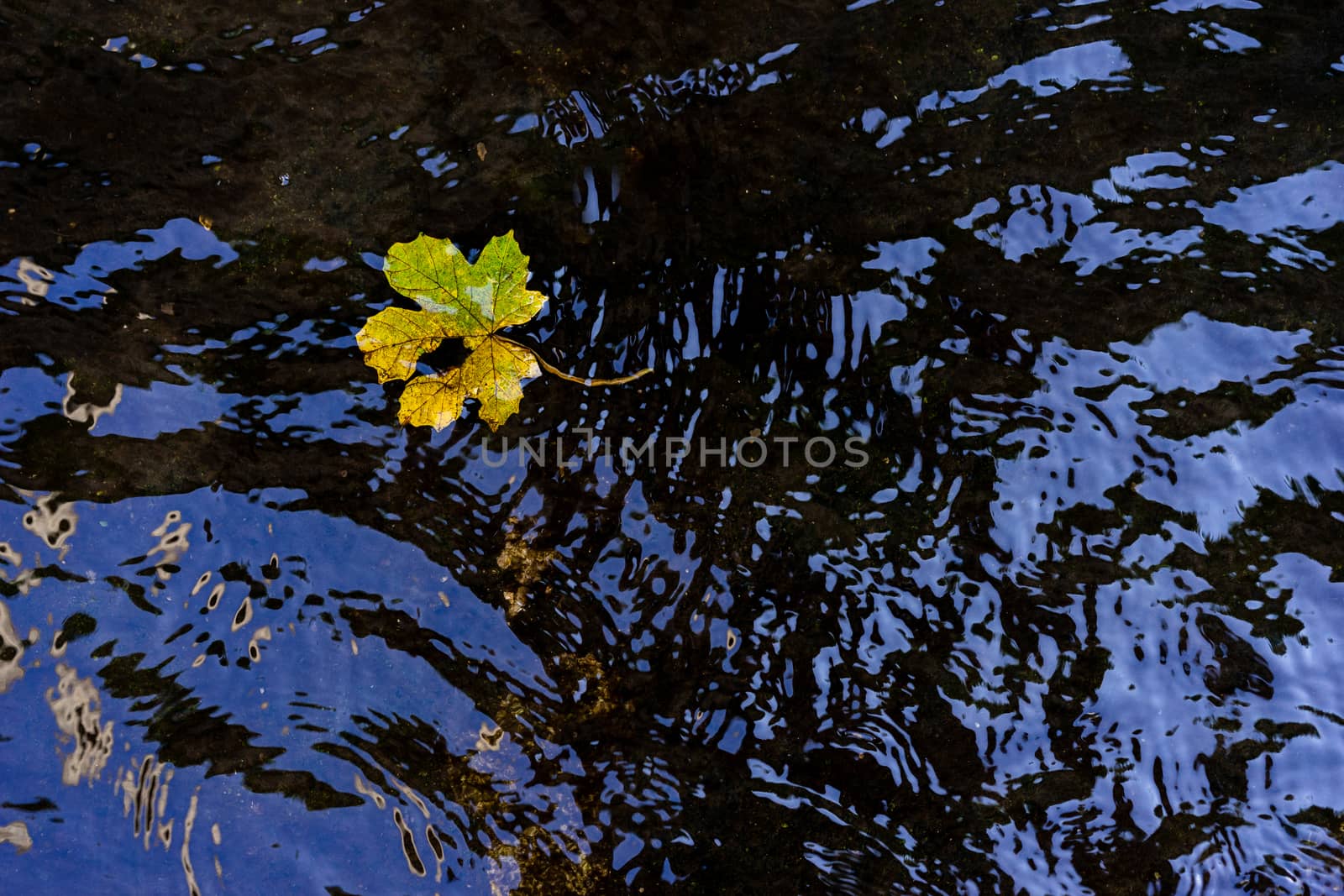 leaf on still water surface in the park