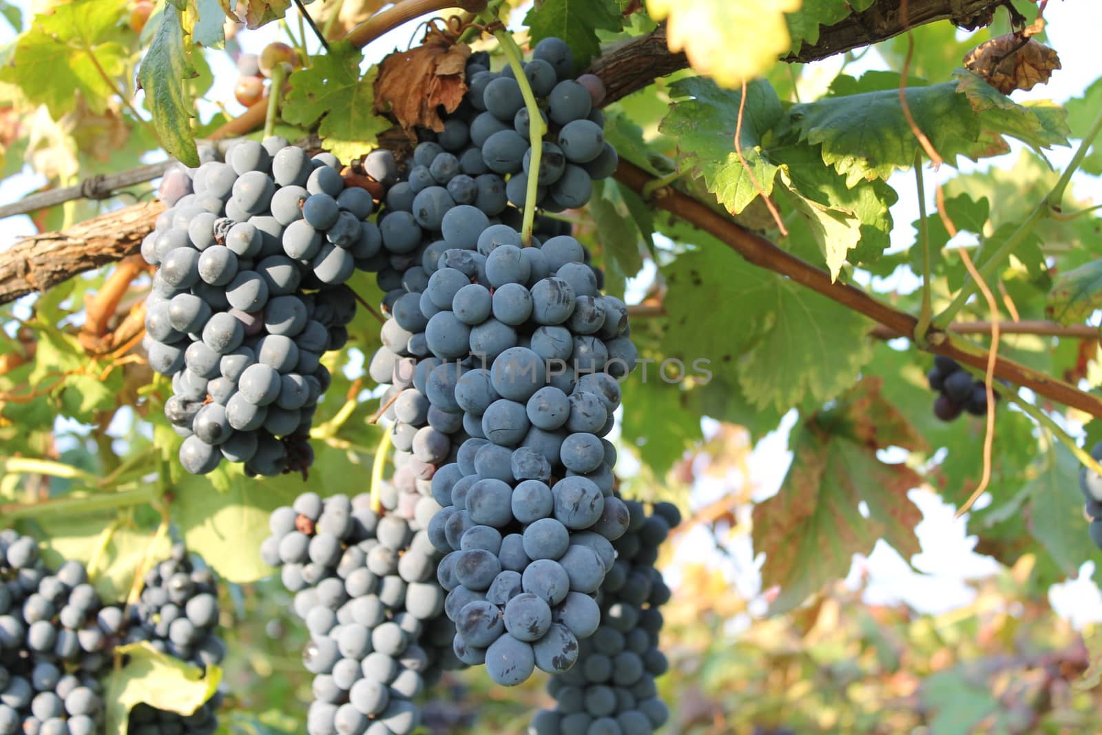 Close up of berries and leaves of grape-vine. Single bunch of ripe red wine grapes hanging on a vine on green leaves background. Plantation of grape-bearing vines, grown for wine making, vinification.