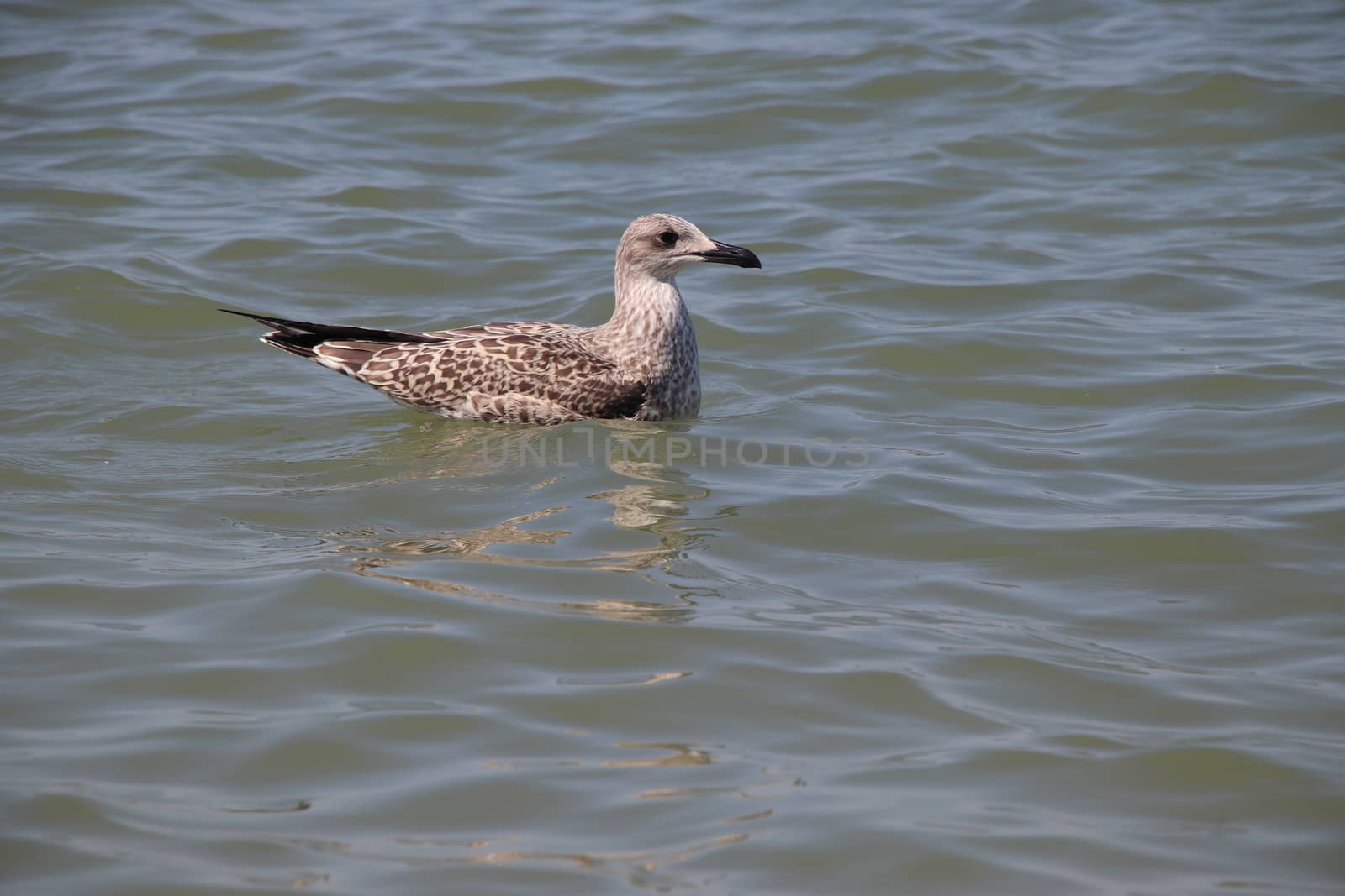 Sea gull flies over blue water. The Great black-backed gull, Larus marinus, flying on blue clear sea background.