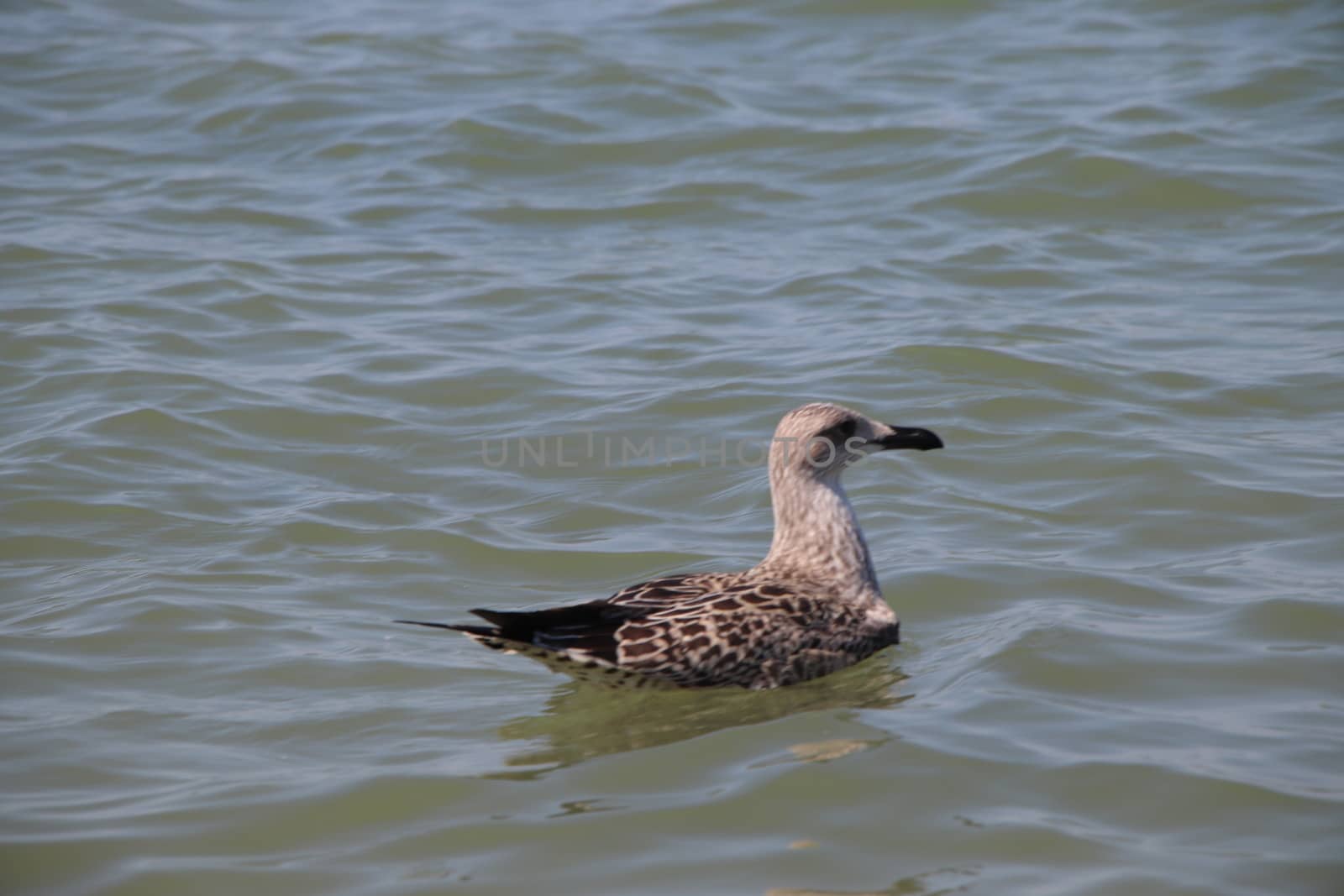 Sea gull flies over blue water. The Great black-backed gull, Larus marinus, flying on blue clear sea background.