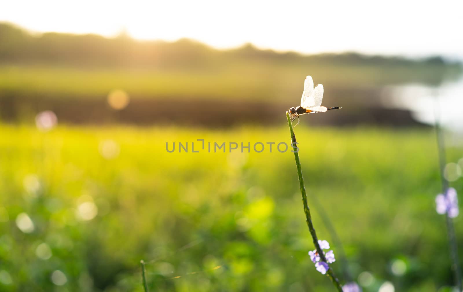Dragonfly on the grass flower in the green field with sunlight by domonite