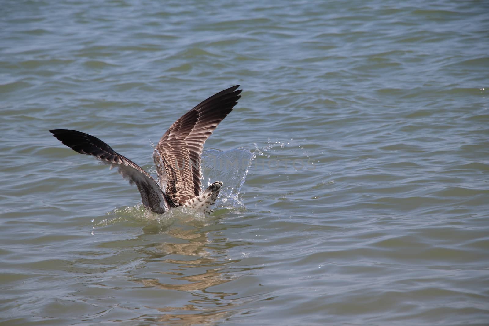 Sea gull flies over blue water. The Great black-backed gull, Larus marinus, flying on blue clear sea background.