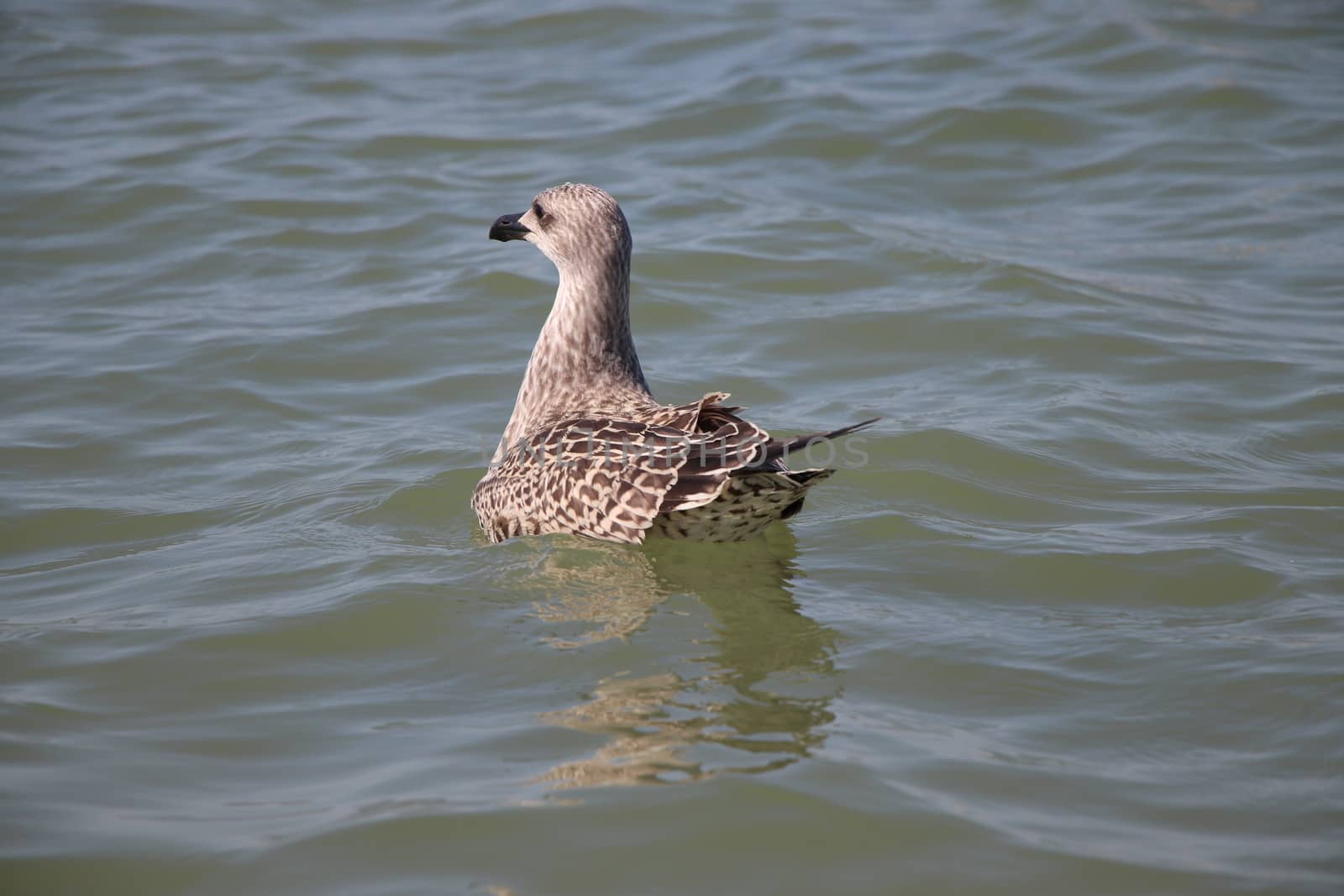 Sea gull flies over blue water. The Great black-backed gull, Larus marinus, flying on blue clear sea background.