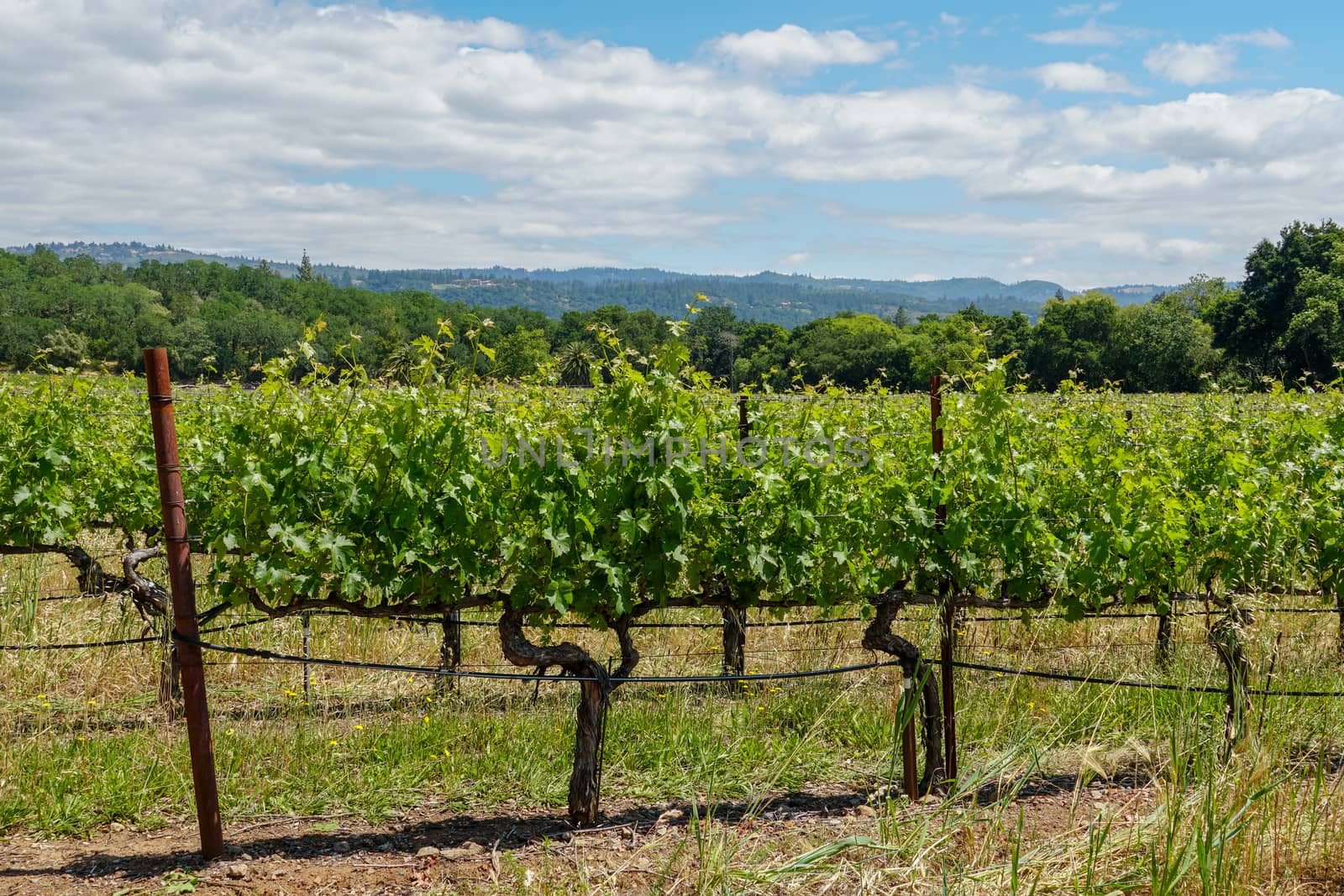 Vineyard in Napa Valley. Napa County, in California's Wine Country. Vineyards landscape.