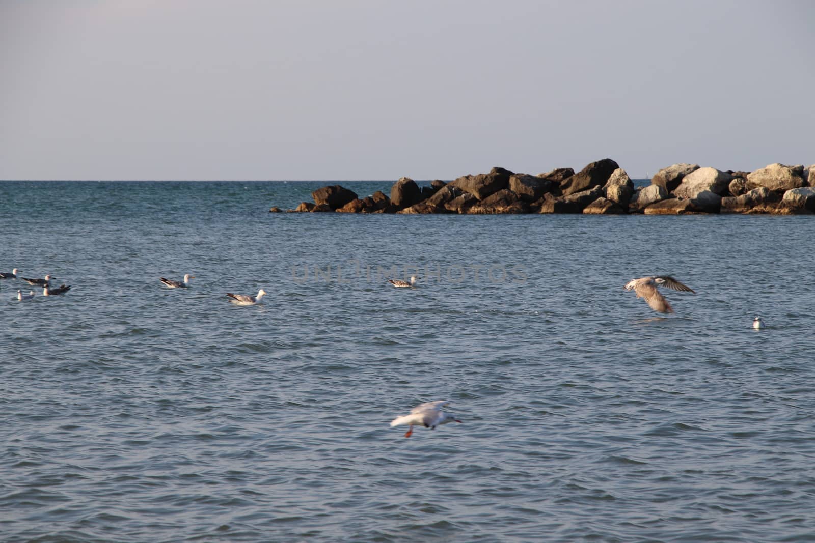 Rocks to protect the coast in the Adriatic sea in Italy