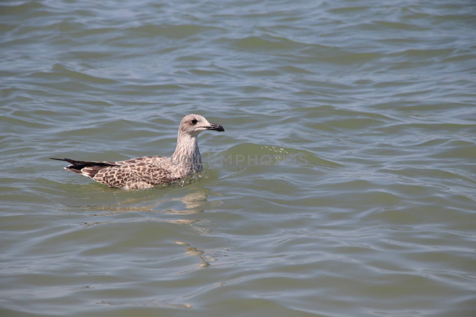 Sea gull flies over blue water. The Great black-backed gull, Larus marinus, flying on blue clear sea background.