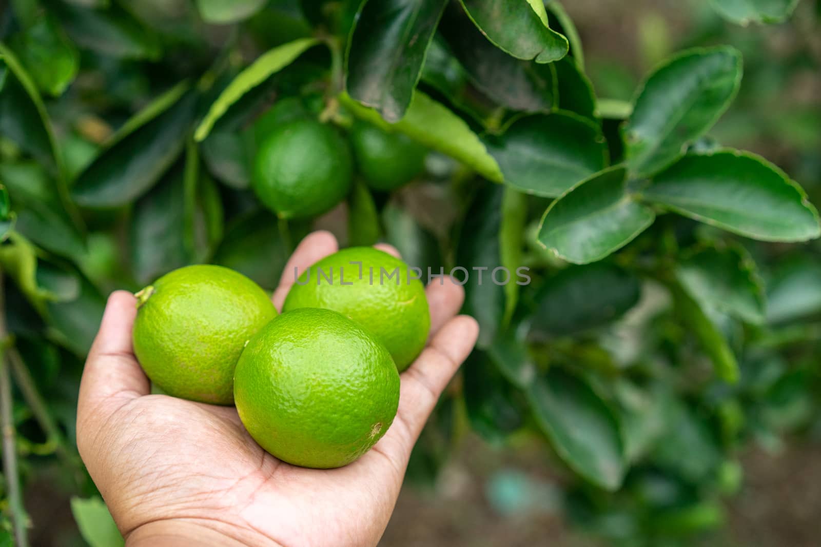 Green fresh limes in hand in the garden by domonite