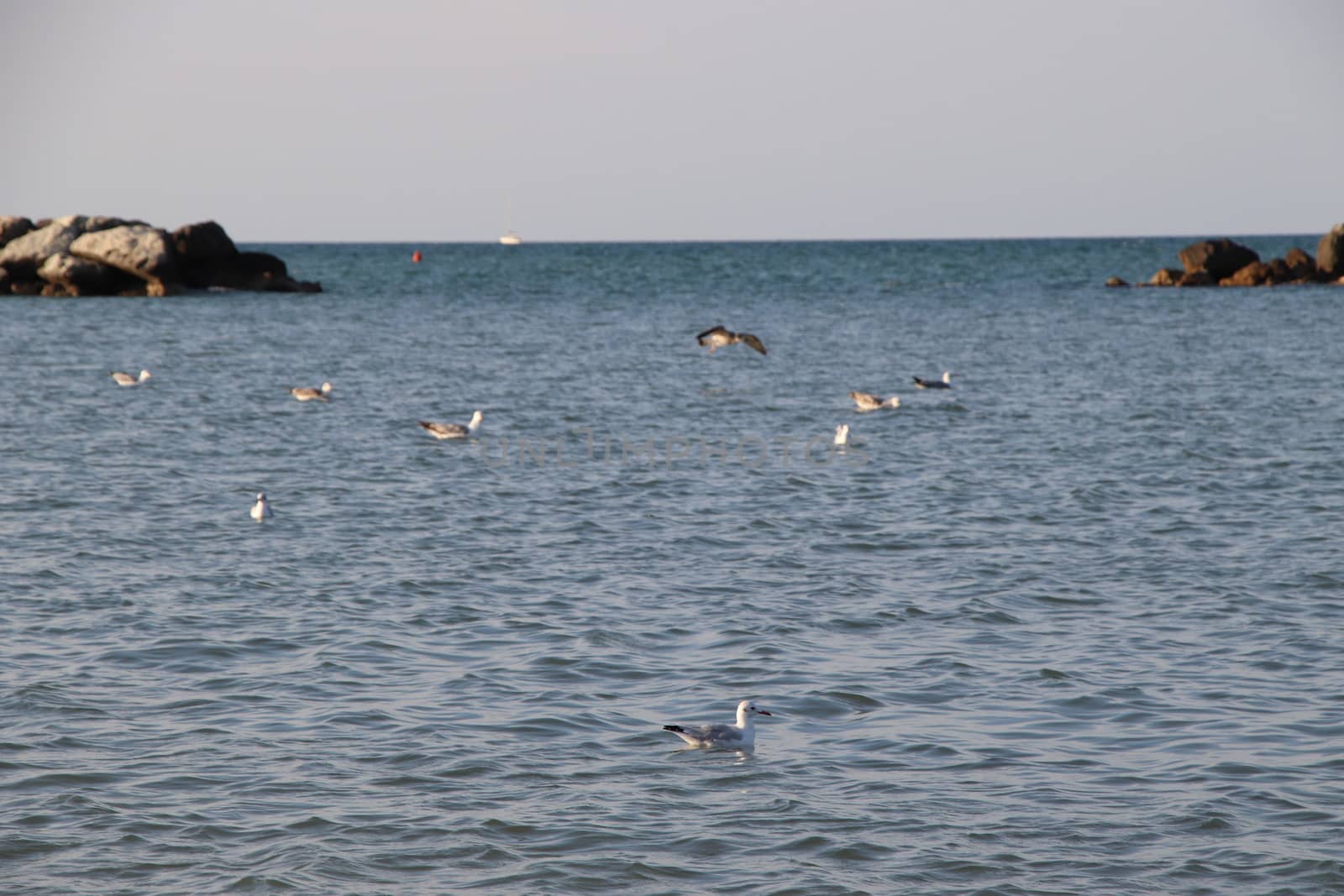 Rocks to protect the coast in the Adriatic sea in Italy