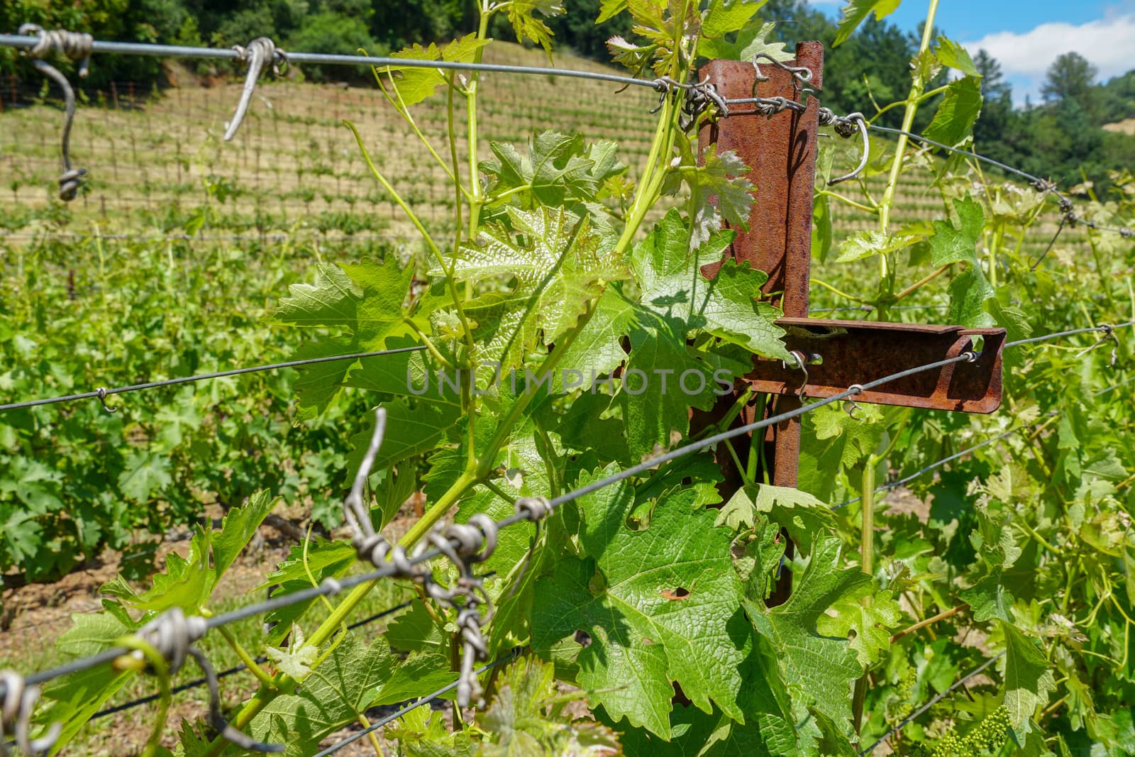 Close up of green wine grape plants in vineyard in Napa Valley. Napa County, in California's Wine Country.