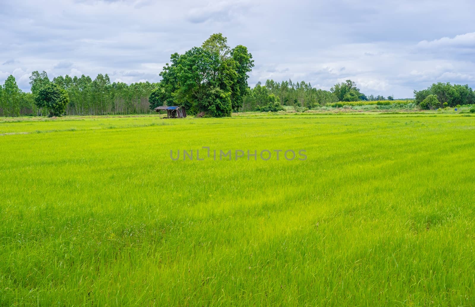 Hut and tree in rice green field in countryside