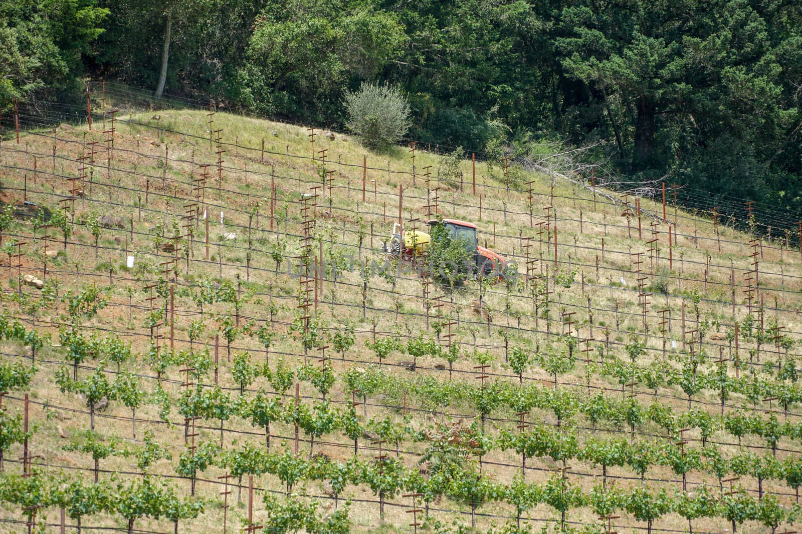 Vineyard in Napa Valley. Napa County, in California's Wine Country. Vineyards landscape.