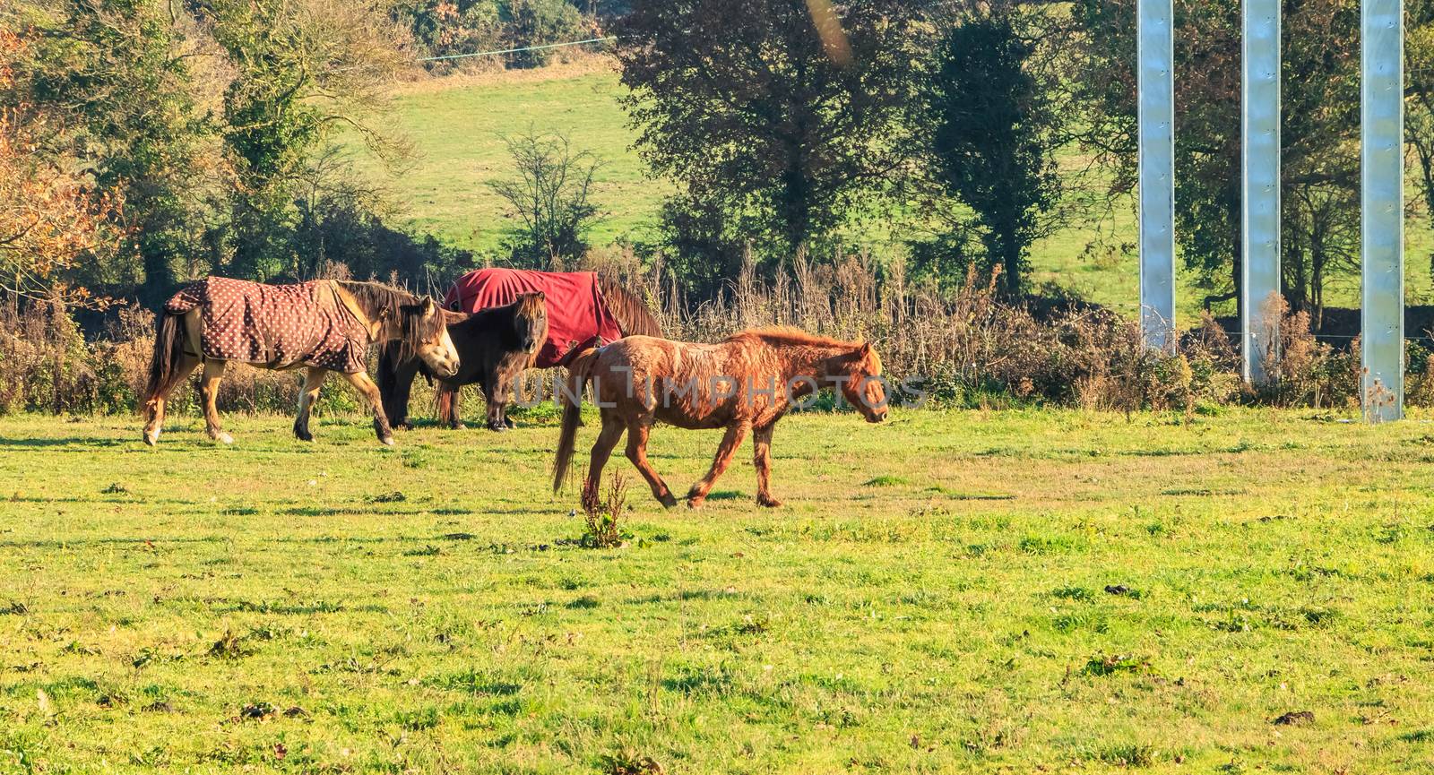 ponies roam in a grass in cold weather in France