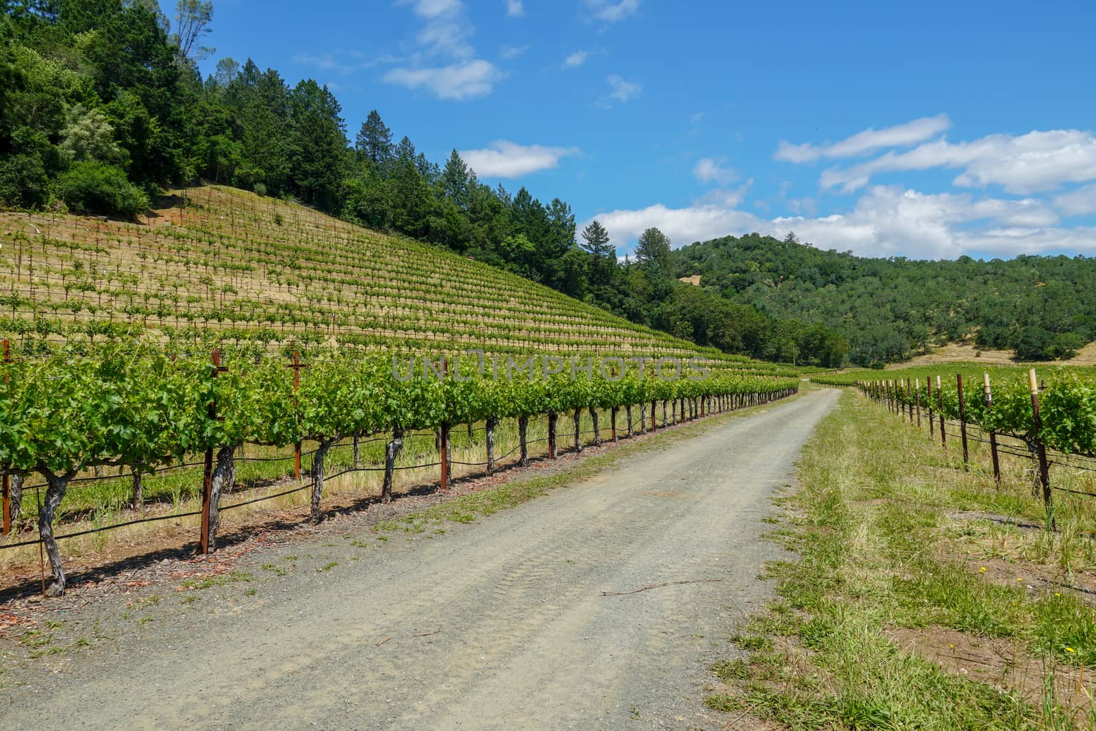Vineyard in Napa Valley. Napa County, in California's Wine Country. by Bonandbon