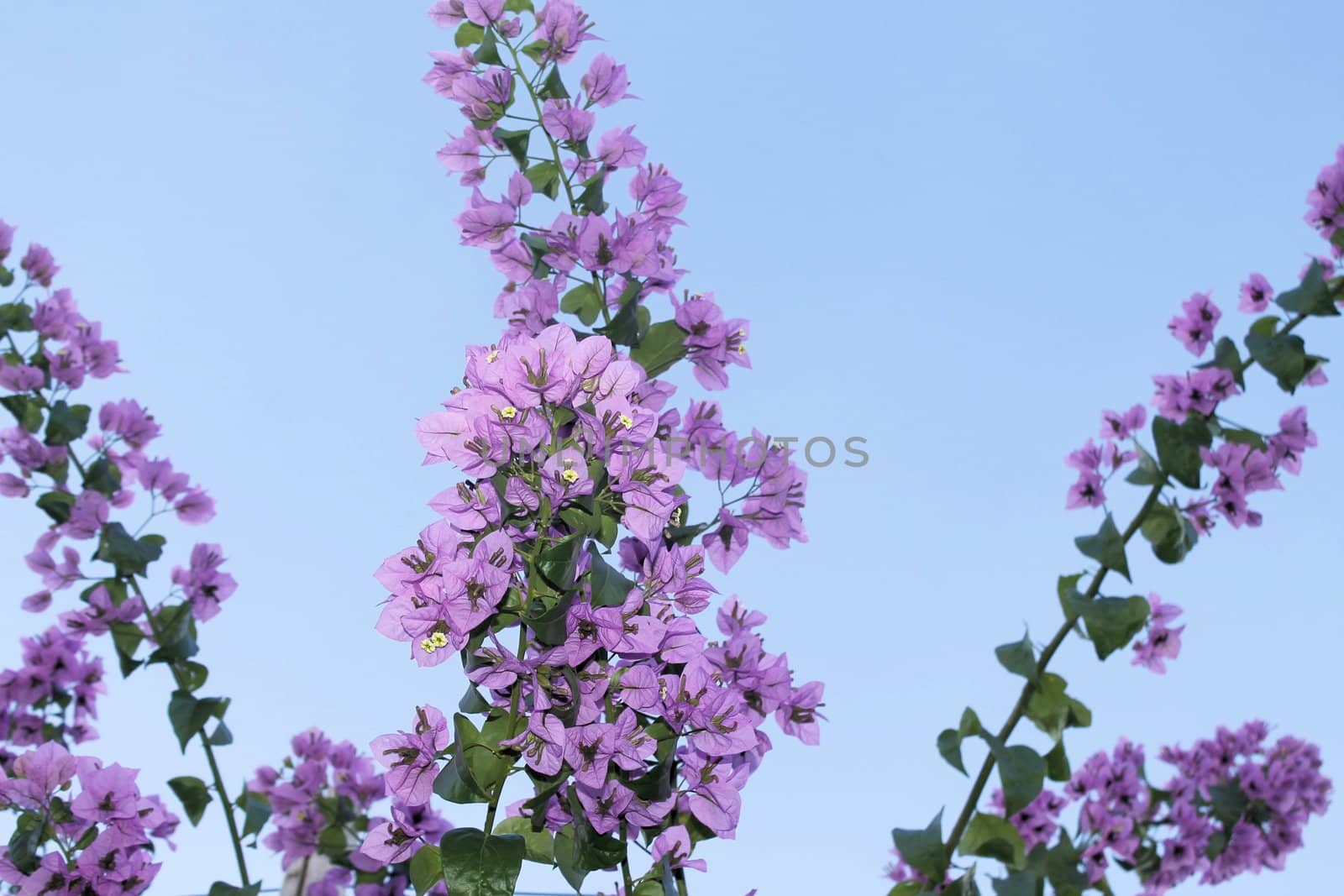 Flower of bougainvillea is a genus of plants of the family nyctaginaceae