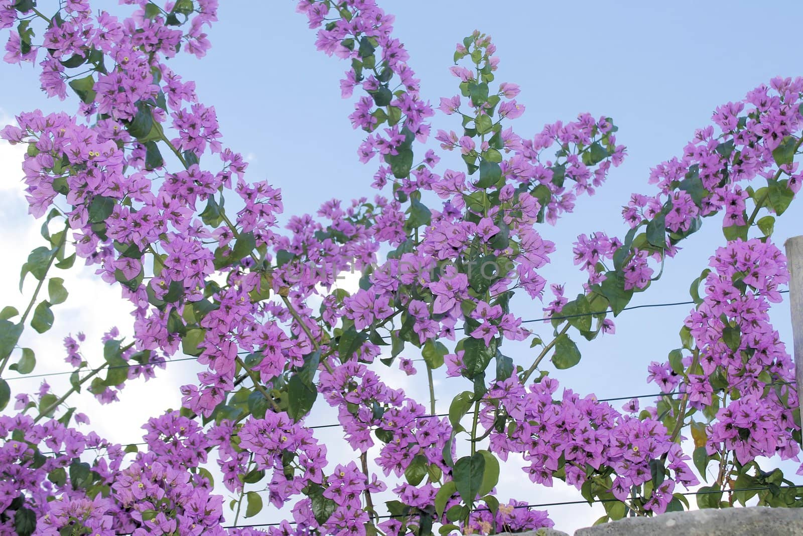 Flower of bougainvillea is a genus of plants of the family nyctaginaceae