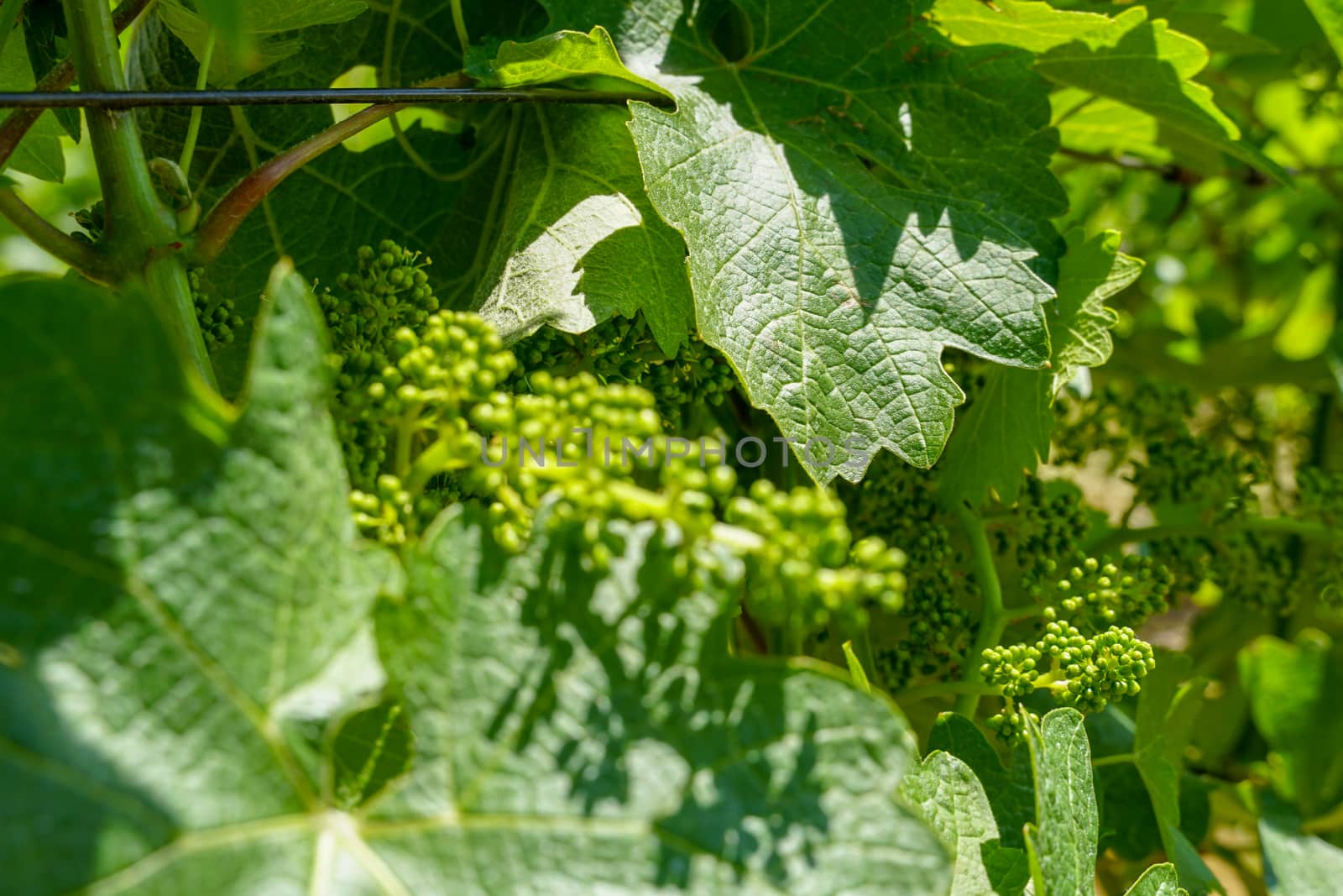 Close up of green wine grape plants in vineyard in Napa Valley. Napa County, in California's Wine Country.