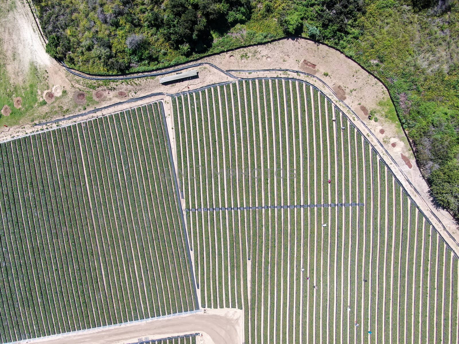 Aerial top view of green farmland and farmer working in the plantation, California