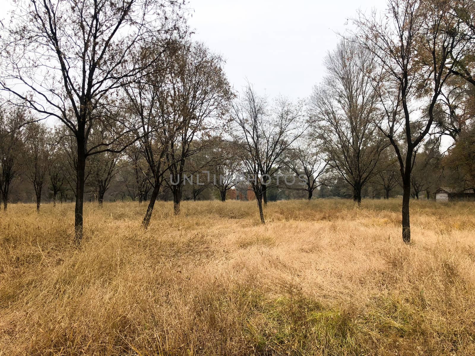 View of yellow dry grass landscape and dark trees after big hot summer season without rain.