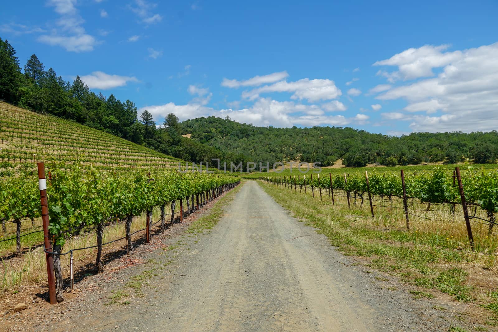 Vineyard in Napa Valley. Napa County, in California's Wine Country. by Bonandbon