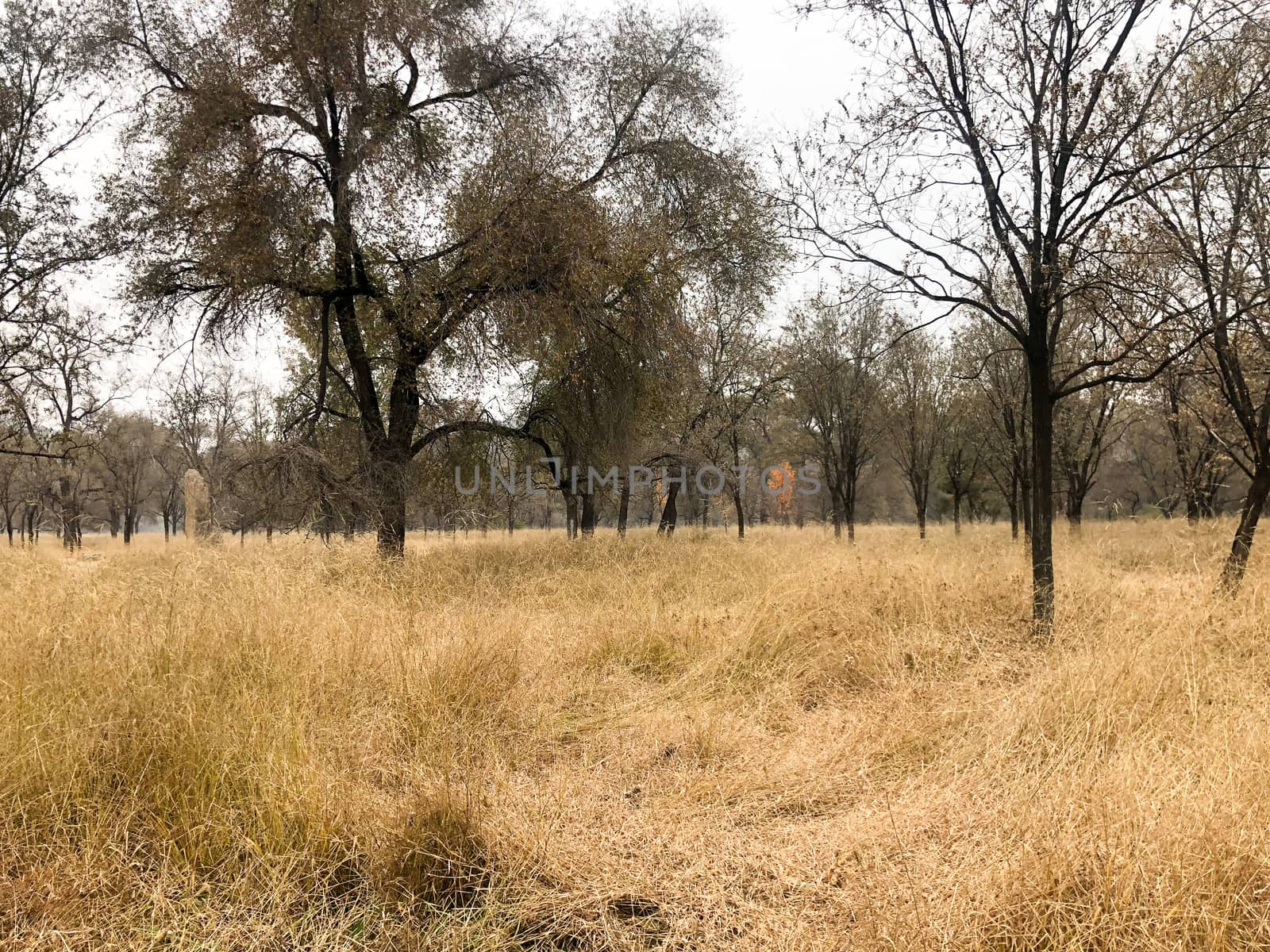 View of yellow dry grass landscape and dark trees after big hot summer season without rain.