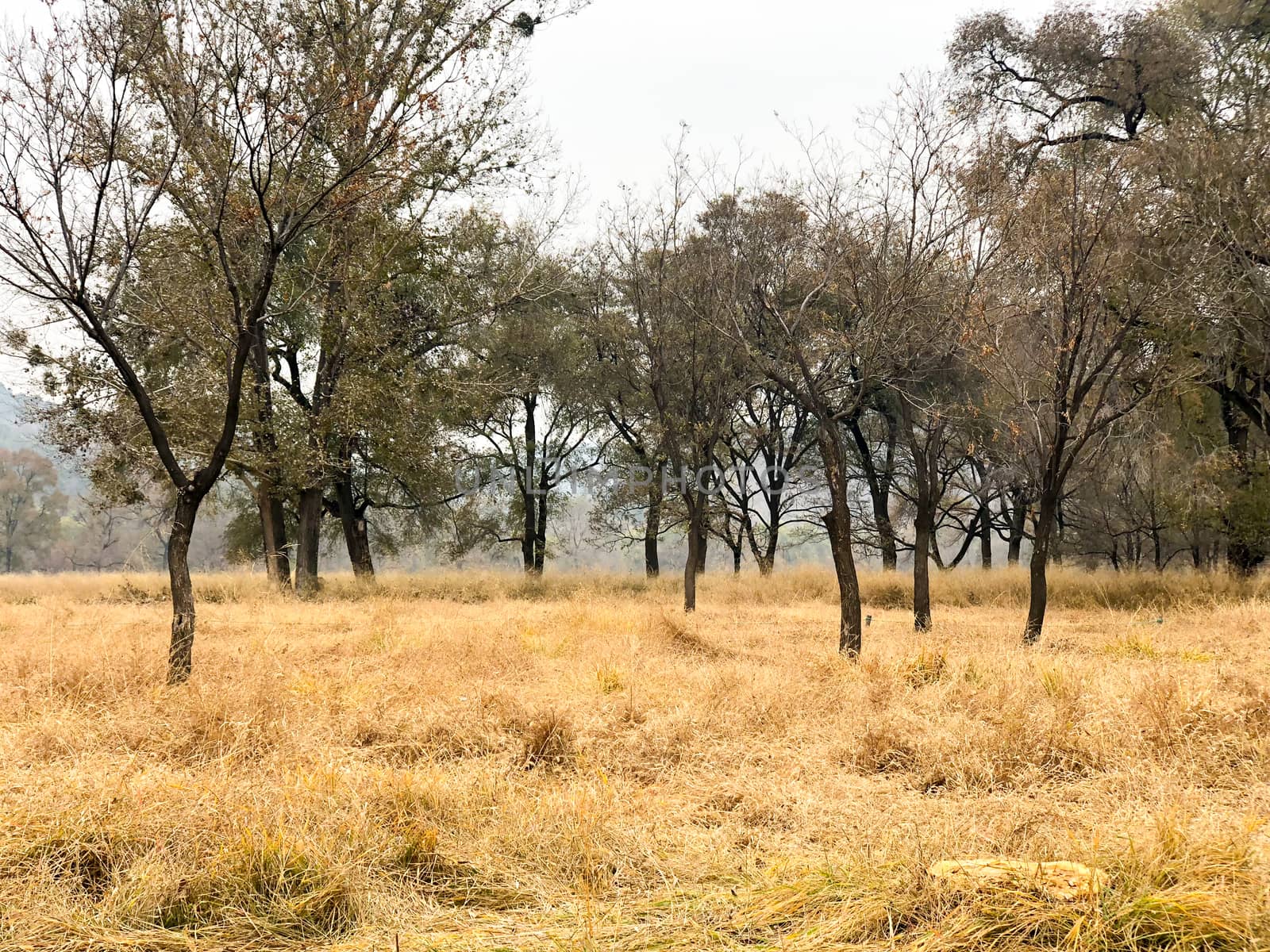 View of yellow dry grass landscape and dark trees after big hot summer season without rain.