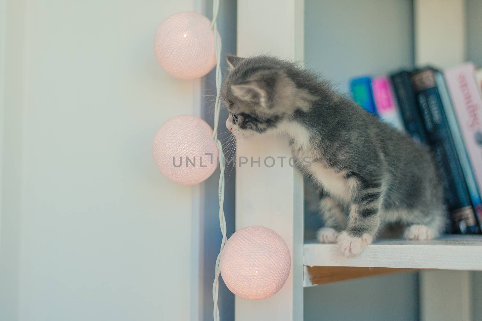 gray kitten is sitting on a bookshelf