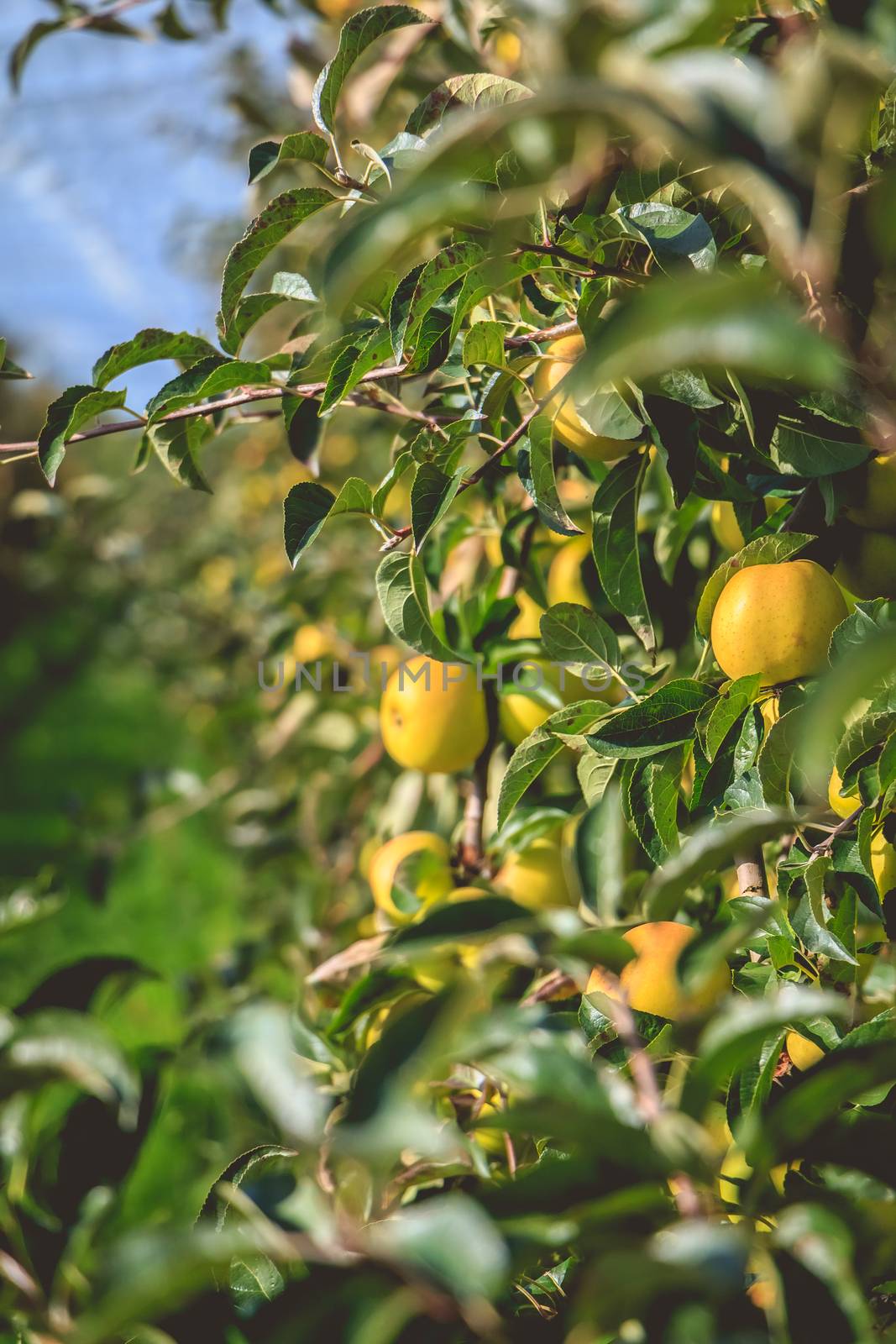 closeup of organic apples on a tree in a greenhouse by AtlanticEUROSTOXX