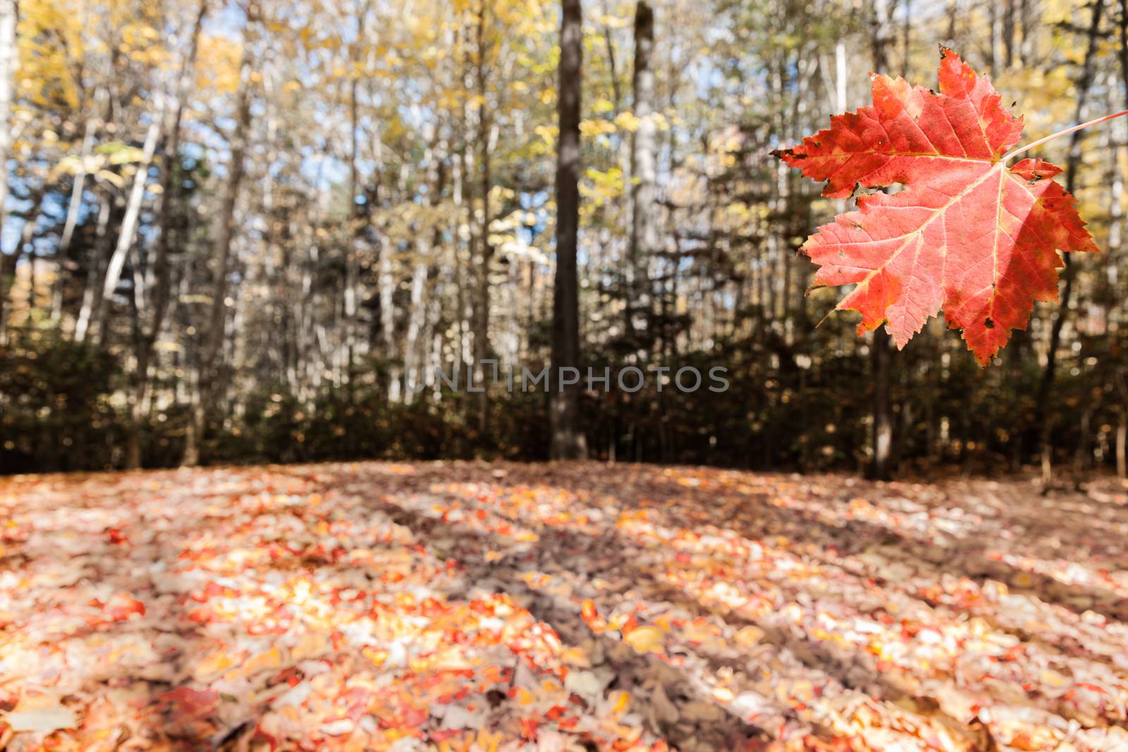 Heavy and colorful leaf fall on ground under trees in selective focus around red leaf floating to ground in Umbagog State Park, USA.