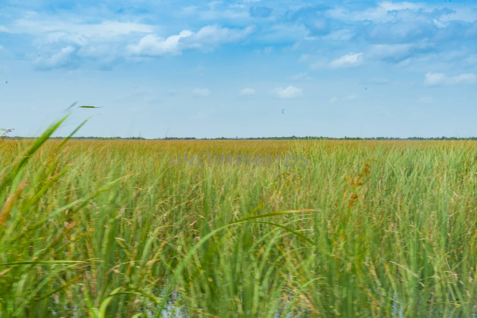 Wide reed covered flat wetlands of Florida everglades as environmental background with blurred reeds blowing in breeze.