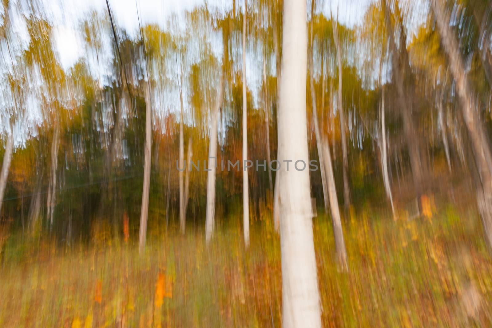 Vertical motion blur of forest impressionism background with strong white tree trunk.