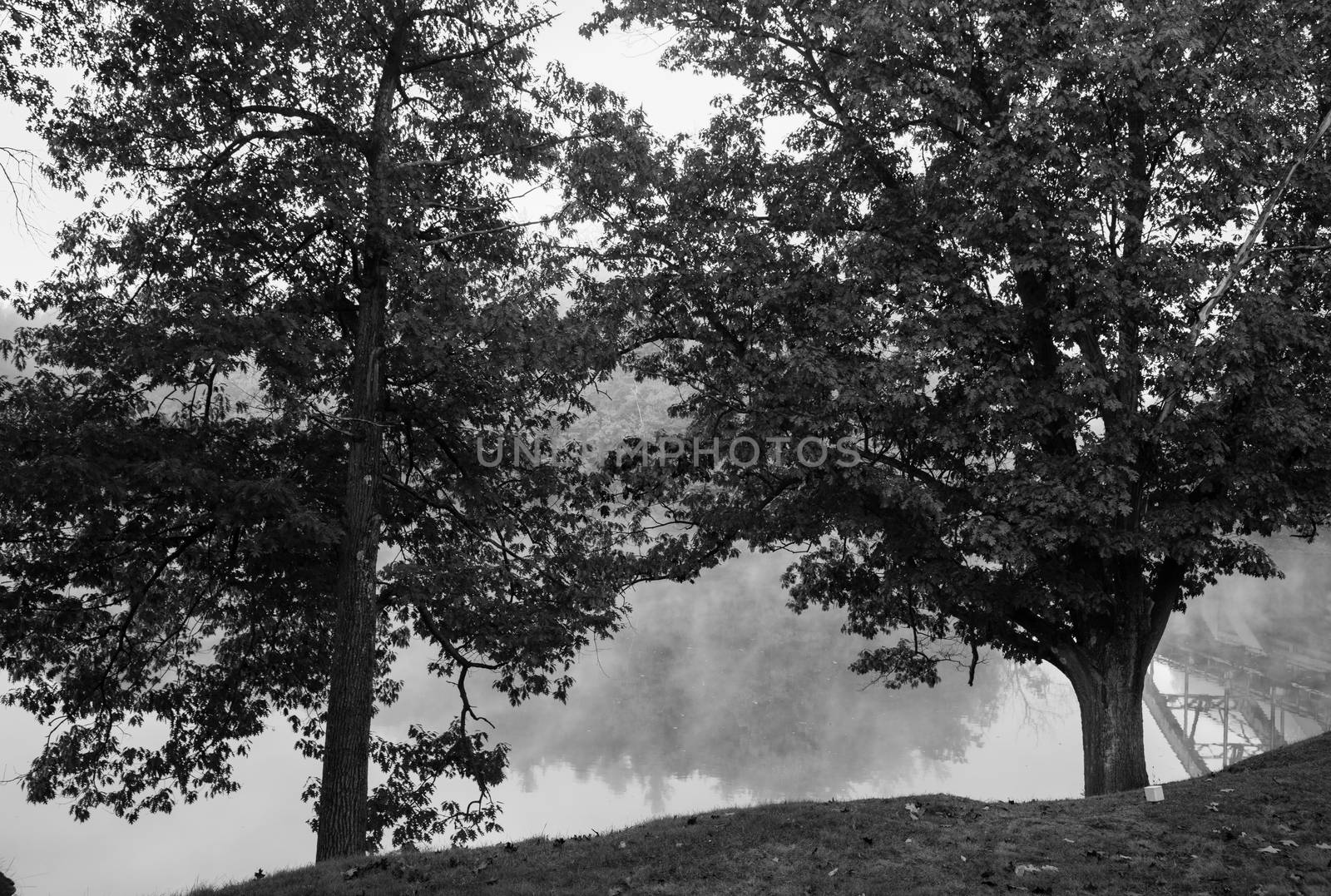 Two oak trees on edge in early  morning fog just above the water level of Connecticut River with colorful fall foliage along both sides converging into distance.