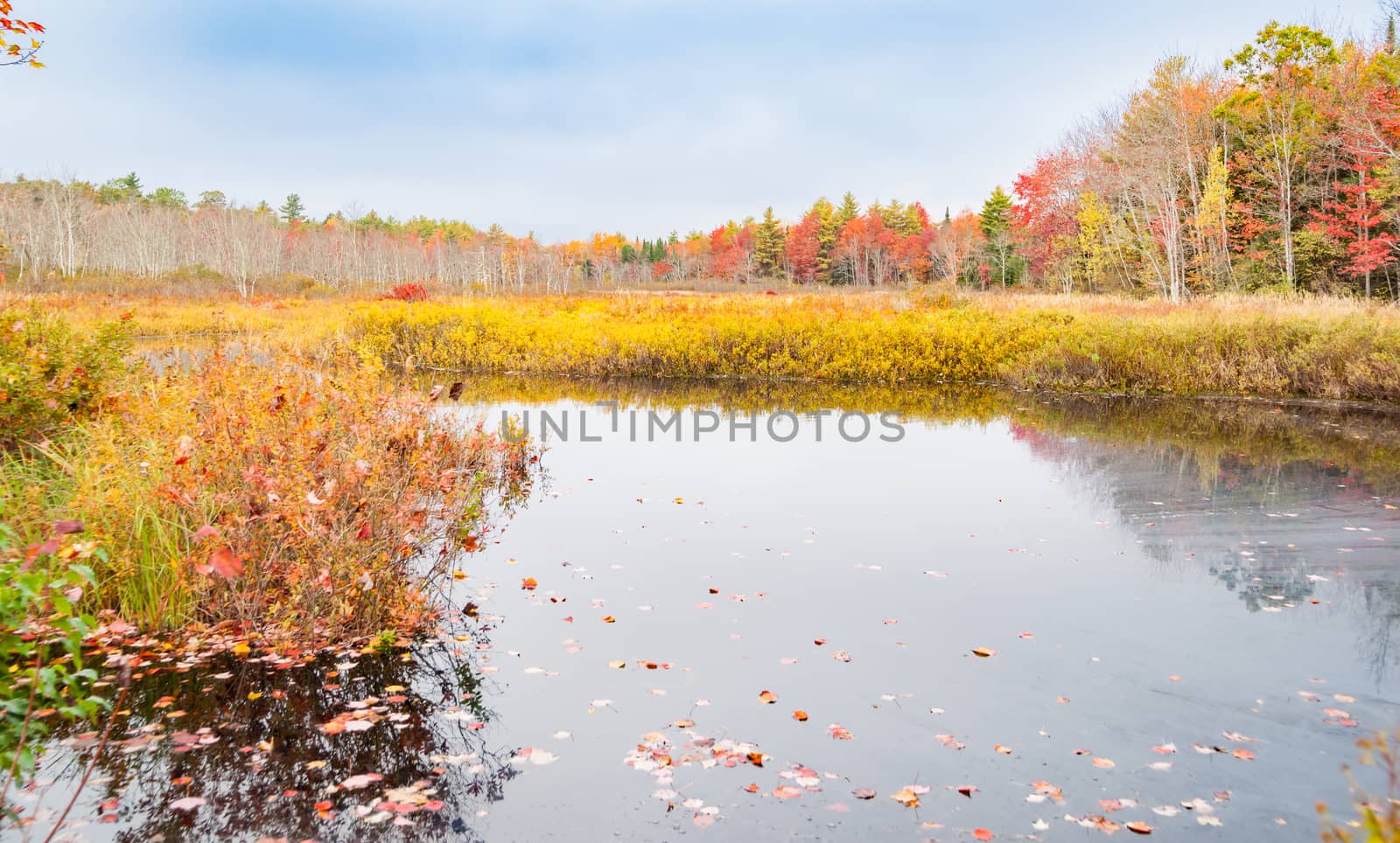 Wetland calm pond surrounded by golden vegetation and brilliant colors of fall foliage forest.Maine USA, fall scenes.