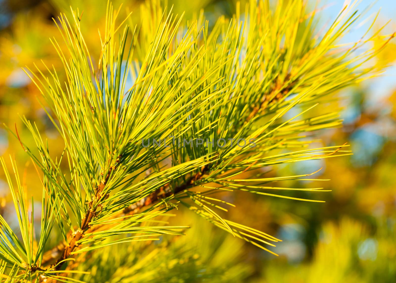 Pine tree branch and needles closeup bright green designer background by brians101