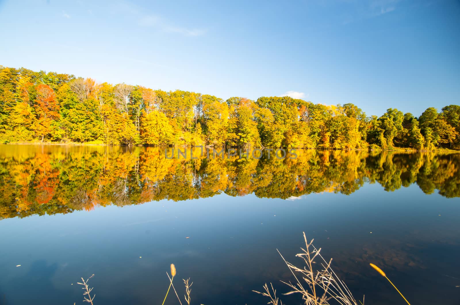 Beautiful Connecticat River lined by autumn foliage forest near  by brians101