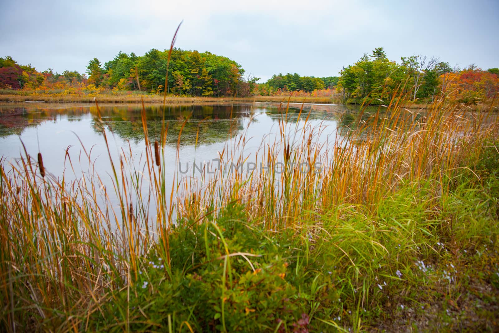 Pond in countrysie of New England sorrounnded by wetland vegetat by brians101